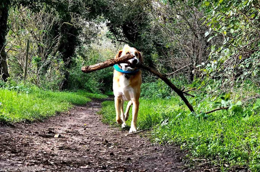 Dog walking on an Echo Ridge trail with a stick in its mouth