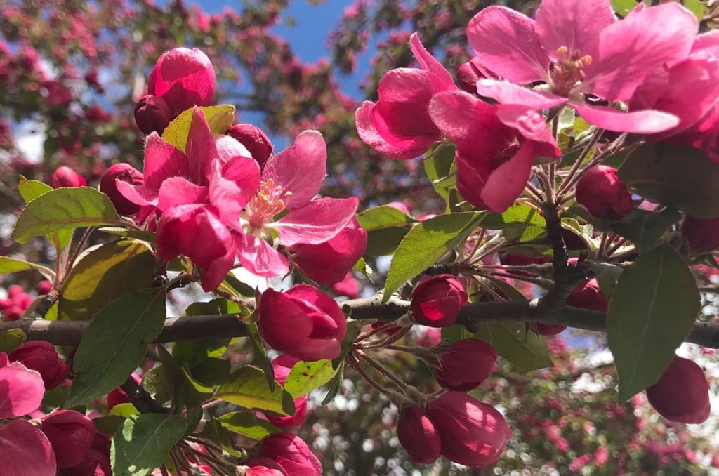Apple blossoms in bloom during spring in Manson