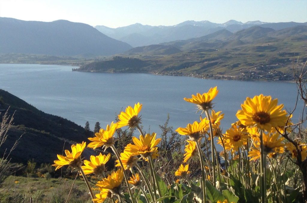 Close up of yellow flowers on a hiking trail in Lake Chelan