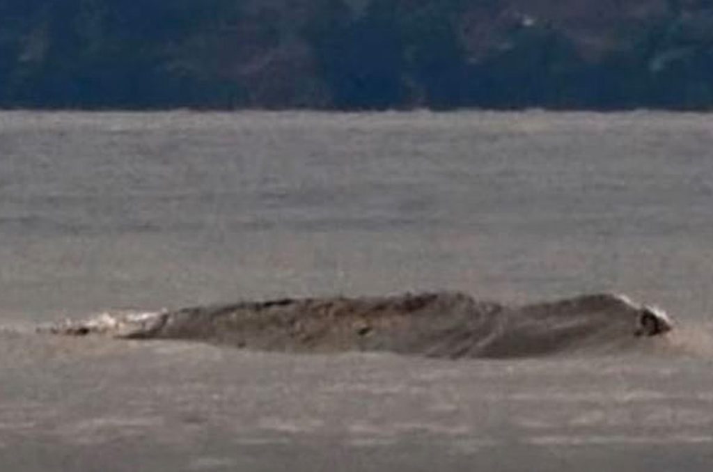 Lake Chelan creature peaking out above the water line