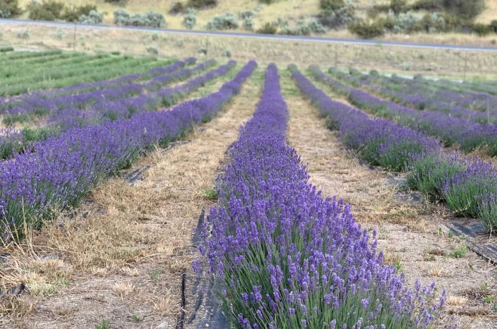 Siren Song Farms with lavender fields
