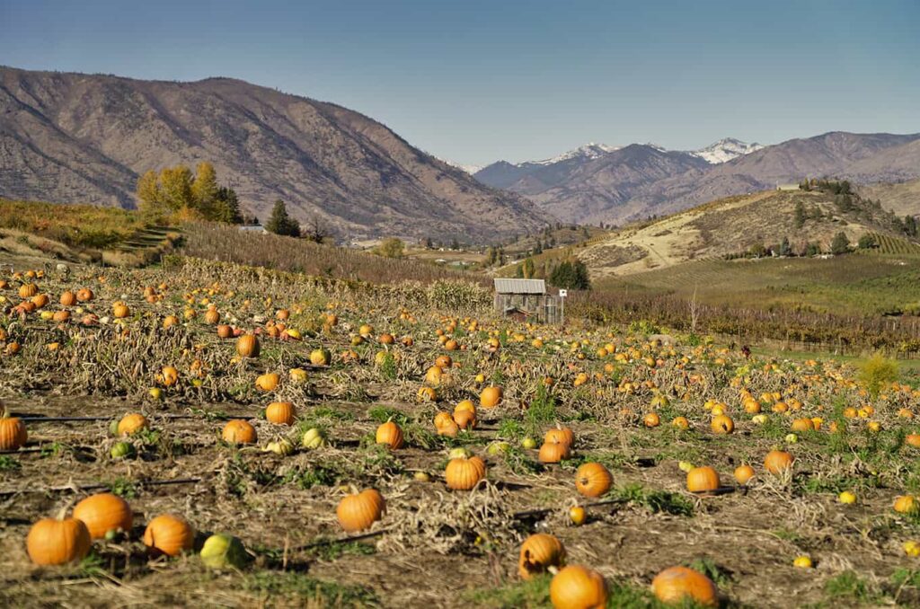Field of pumpkins during harvest season in Lake Chelan