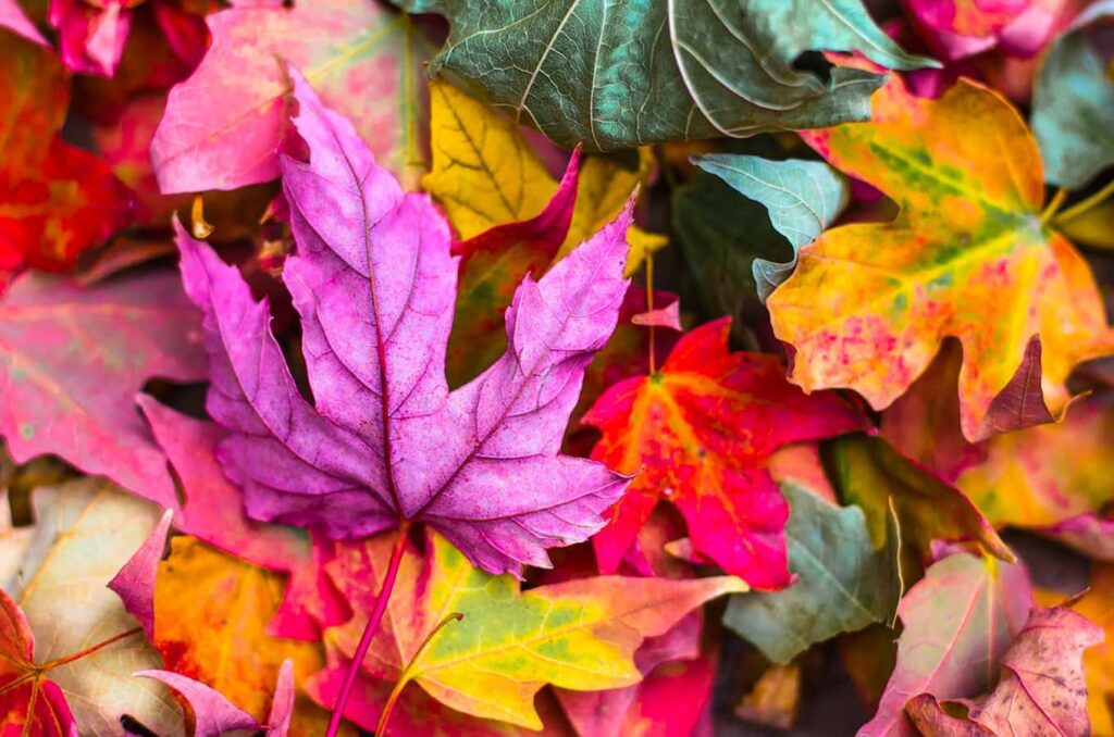 Colorful leaves on Thanksgiving