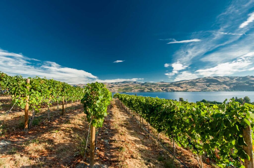 Crop of grapes growing in Lake Chelan with the lake and mountains in the background