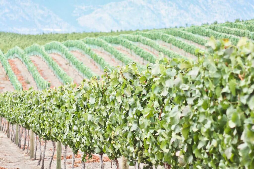 Vineyards growing grape wines in Lake Chelan